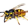 Artemis Pest Control