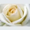 Prestige Garden Care