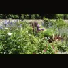 Plums & Roses Garden Design