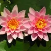 Water Garden Plants