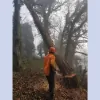 Chris Auld Tree Services