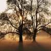 Treescape Cornwall