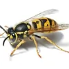 Reliance Pest Management
