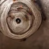 Surrey Hills Wasp Nest Removal