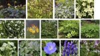 Planting Design