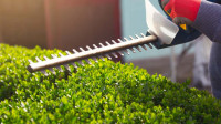 Hedge Trimming