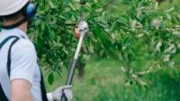 Hedge Trimming