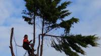 Tree surgeons