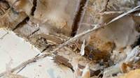Dry Rot Treatment