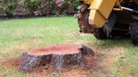 Stump grinding and stump removal