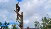 Tree Felling & Removal