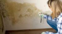 Mould and Damp Investigation