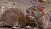 Rats Control