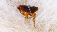 Fleas Control
