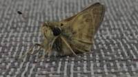 Moths Control