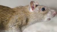 Mice Pest Control